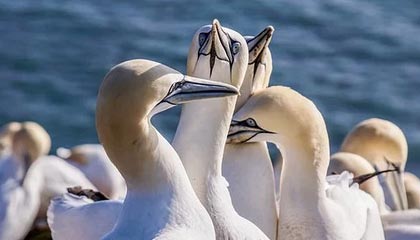 开云官方-维达德卡萨布兰卡球员伤愈复出，助力球队冲击冠军，卡萨布兰卡 kid