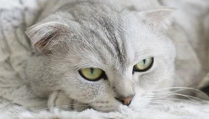 kaiyun中国官方网站-皇家社会客场告负，积分榜排名下滑，皇家社会新主场