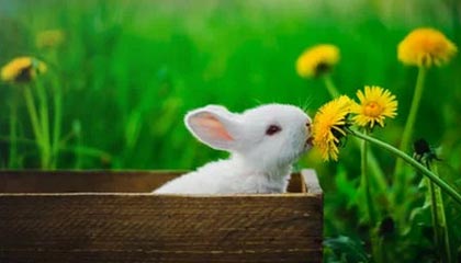 开云官方-维达德卡萨布兰卡球员伤愈复出，助力球队冲击冠军，卡萨布兰卡 kid